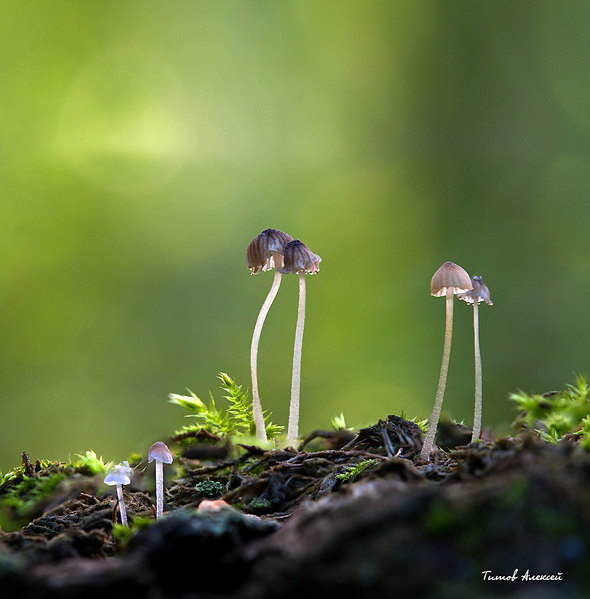 click for enlarge 900 X 914 345,3 Kb picture