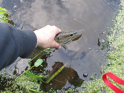 click for enlarge 640 X 480 139,0 Kb picture