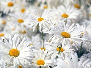 click for enlarge 640 X 480  54,2 Kb picture