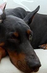 click for enlarge 206 X 322 12,4 Kb picture