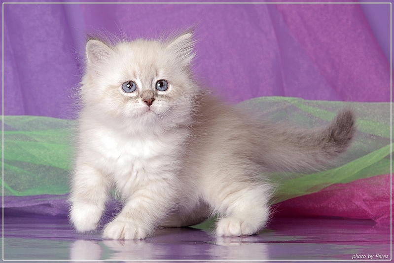 click for enlarge 1024 X 683 424,2 Kb picture