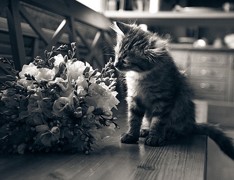 click for enlarge 800 X 613 238,3 Kb picture