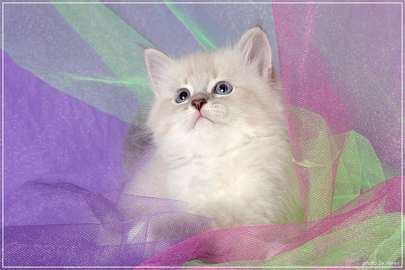click for enlarge 1024 X 683 398,9 Kb picture