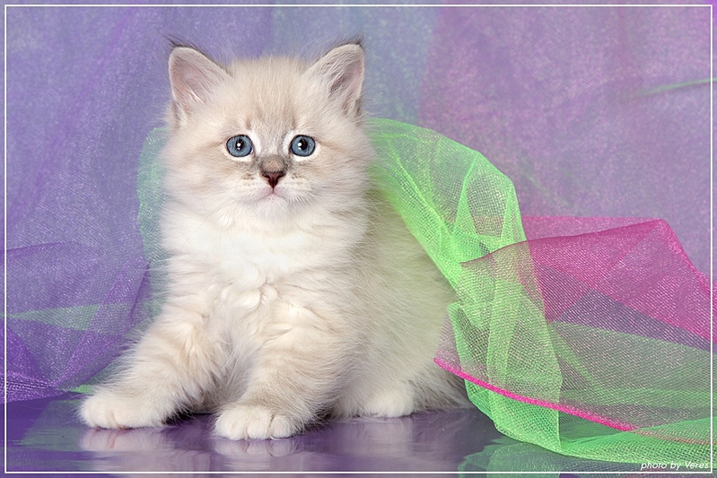 click for enlarge 1024 X 683 343,6 Kb picture