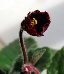 click for enlarge 741 X 852 87,3 Kb picture