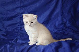 click for enlarge 1920 X 1280 134,2 Kb picture