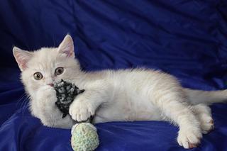 click for enlarge 1920 X 1280 147,1 Kb picture