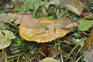 click for enlarge 480 X 321 73,1 Kb picture