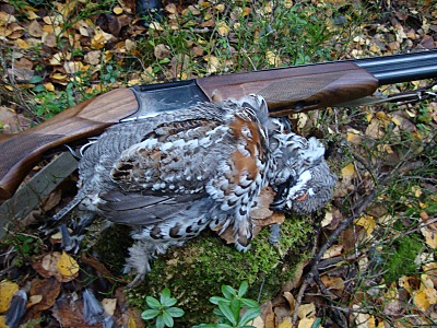 click for enlarge 800 X 600 255,1 Kb picture