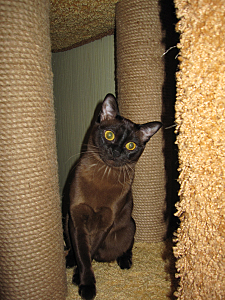 click for enlarge 450 X 600 280,3 Kb picture