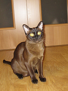 click for enlarge 449 X 600 213,2 Kb picture