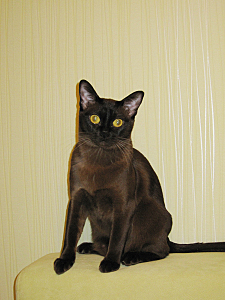 click for enlarge 450 X 600 192,7 Kb picture