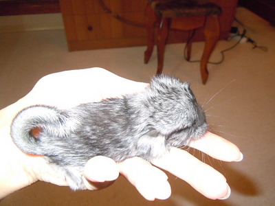 click for enlarge 640 X 480  81,1 Kb picture