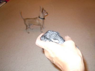 click for enlarge 640 X 480  82,9 Kb picture