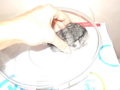 click for enlarge 640 X 480  77,3 Kb picture