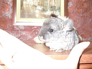 click for enlarge 640 X 480  81,2 Kb picture