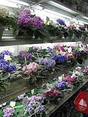 click for enlarge 360 X 480 66,3 Kb picture