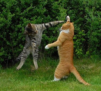 click for enlarge 500 X 450  82,3 Kb picture
