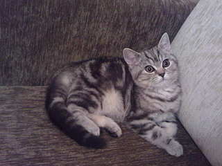 click for enlarge 1600 X 1200 125,8 Kb picture