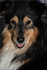 click for enlarge 427 X 640 53,6 Kb picture