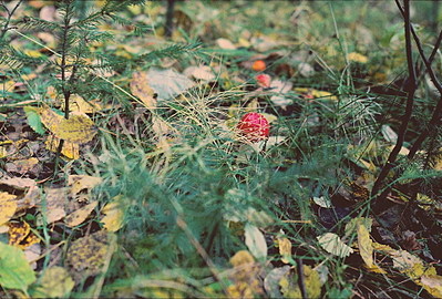 click for enlarge 1920 X 1300 919,0 Kb picture