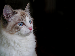 click for enlarge 1920 X 1440 644,2 Kb picture