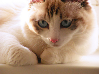 click for enlarge 1920 X 1440 196,7 Kb picture
