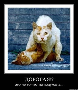click for enlarge 412 X 479 42,0 Kb picture