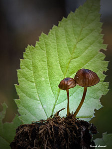 click for enlarge 602 X 800 75,2 Kb picture