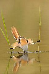 click for enlarge 465 X 700 27,3 Kb picture