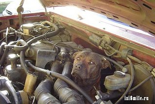click for enlarge 500 X 339 43,0 Kb picture