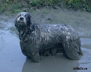 click for enlarge 500 X 396 36,9 Kb picture