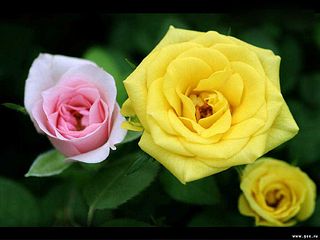 click for enlarge 1024 X 768 59,2 Kb picture