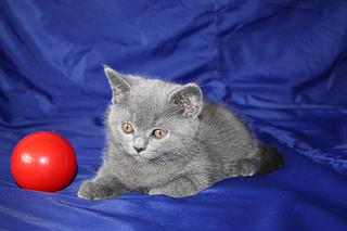 click for enlarge 1920 X 1280 188,2 Kb picture