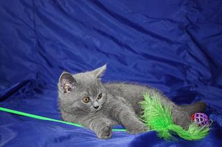 click for enlarge 1920 X 1280 180,0 Kb picture