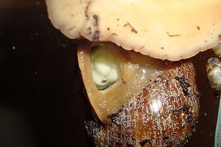 click for enlarge 500 X 333 98,3 Kb picture