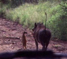click for enlarge 500 X 443  21,7 Kb picture