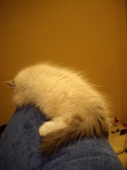 click for enlarge 1920 X 2560 254,3 Kb picture