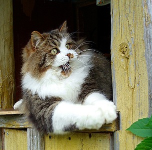 click for enlarge 800 X 787 236,2 Kb picture
