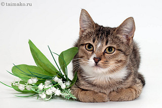 click for enlarge 900 X 600 116,2 Kb picture