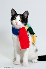 click for enlarge 600 X 900 322,0 Kb picture