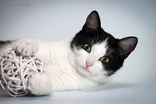 click for enlarge 900 X 600 86,7 Kb picture