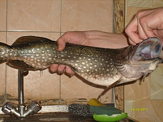 click for enlarge 640 X 480 204,2 Kb picture