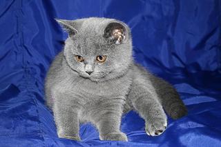 click for enlarge 1920 X 1280 255,8 Kb picture