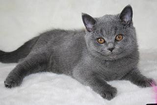 click for enlarge 1920 X 1280 199,5 Kb picture