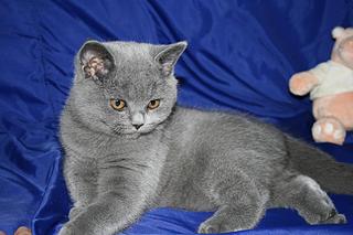 click for enlarge 1920 X 1280 262,7 Kb picture