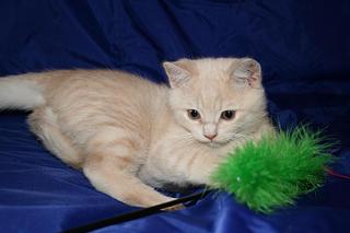 click for enlarge 1920 X 1280 163,5 Kb picture