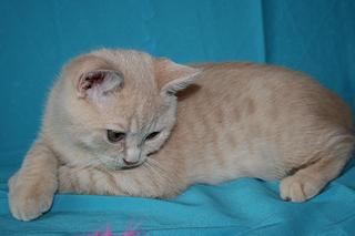 click for enlarge 1920 X 1280 167,2 Kb picture