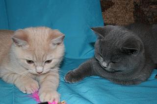 click for enlarge 1920 X 1280 202,7 Kb picture