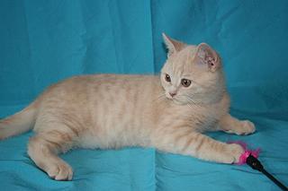 click for enlarge 1920 X 1280 157,4 Kb picture